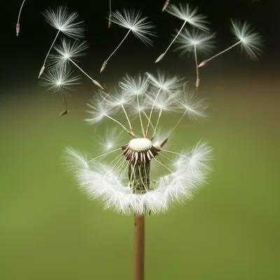 Illustration blown - Image 1