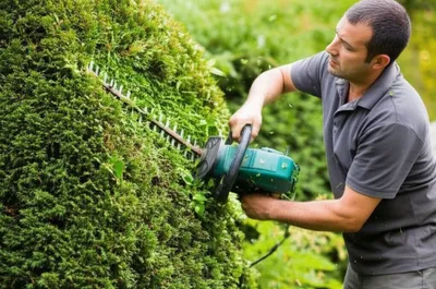 Illustration trim - Image 1