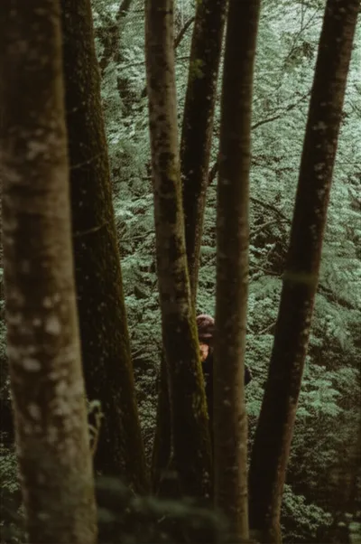 Illustration wooded - Image 1