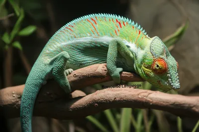 Illustration modifications - Image 1