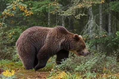 Illustration lumbers