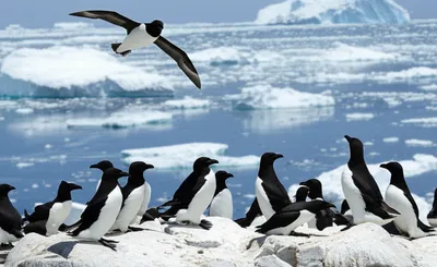 Illustration auks - Image 1