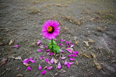 Illustration attrition - Image 1