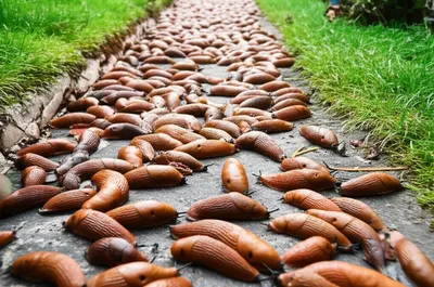 Illustration slugs - Image 1