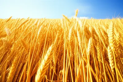 Illustration riper - Image 1