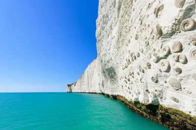 Illustration cretaceous - Image 1