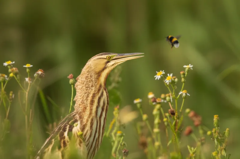 توضيح مرئي لـ bumbles: يدوي، يطن - صورة 1