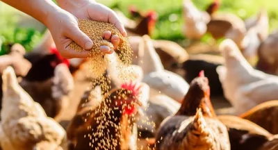 Illustration grain - Image 1