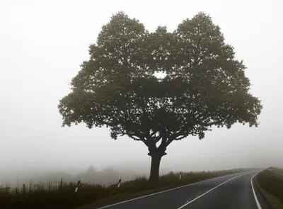 Illustration cont - Image 1