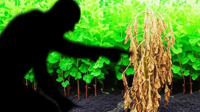 Illustration decrying - Image 1