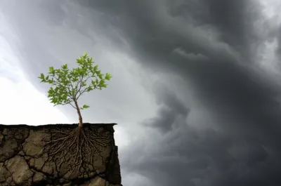 Illustration endanger - Image 1