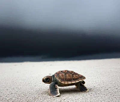 Illustration shrunken - Image 1