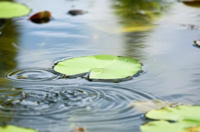 Illustration pad - Image 1