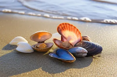 Illustration bivalve