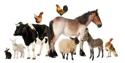 Illustration livestock - Image 2