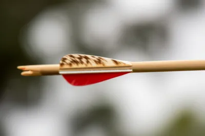 Illustration empennage - Image 1