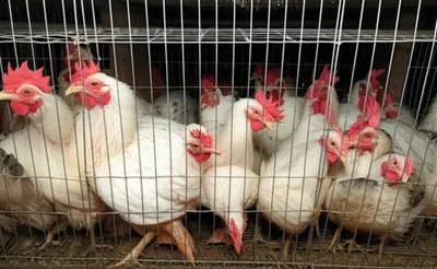 Illustration coop - Image 1