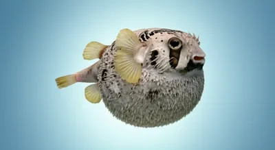 Illustration bulks - Image 1