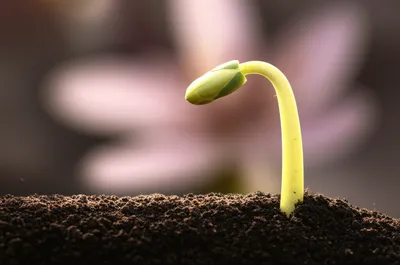 Illustration maturing