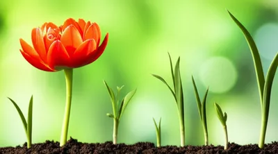 Illustration fertilised - Image 1