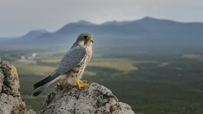 Illustration merlons