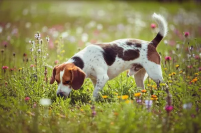 Hình ảnh minh họa beagle - Ảnh 1