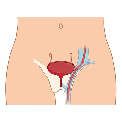 Illustration urethra
