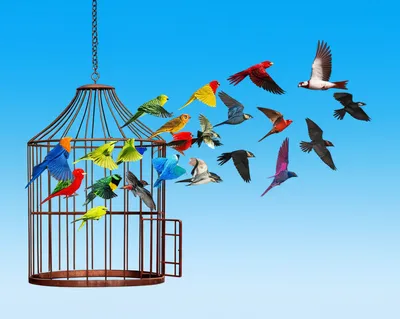 Illustration freedoms - Image 1