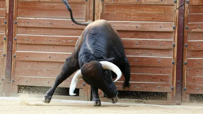 Illustration ramming - Image 1