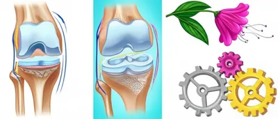 Illustration articulations