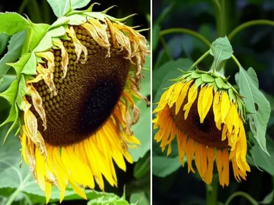 Illustration emasculated