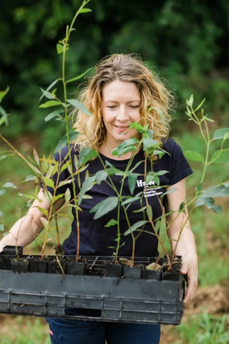 Illustration visuelle de reforestation: Reboisement - Image 2