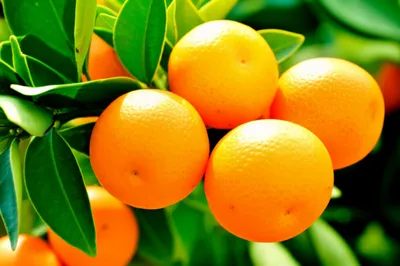 Illustration cutie - Image 1