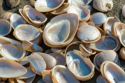 Illustration jingles - Image 1