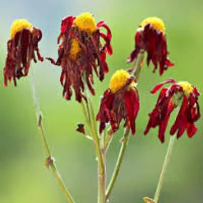 Illustration languish - Image 2