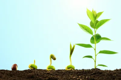 Illustration manifests - Image 1