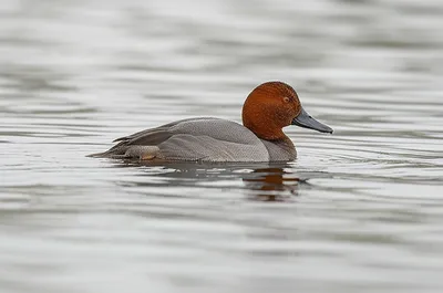 Illustration pochard - Image 1