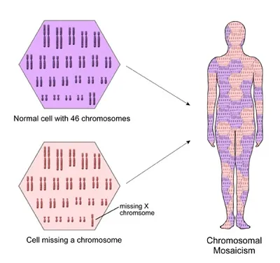 Illustration mosaic - Image 2