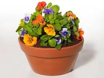 Illustration flowerpot - Image 2