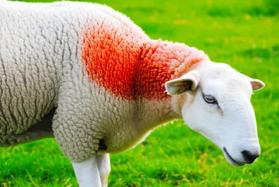 Illustration ruddle - Image 1