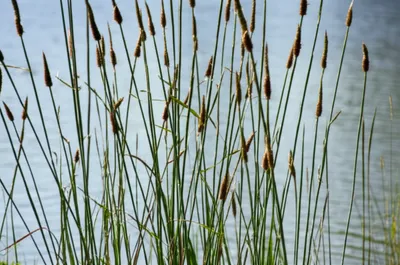 Illustration sedges - Image 1