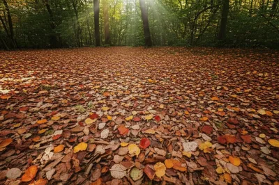 Illustration leafy - Image 1