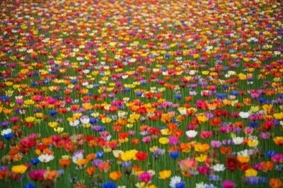 Illustration counts - Image 1