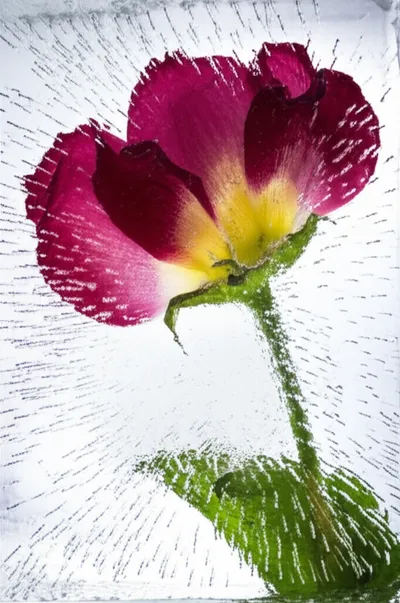 Illustration stiffen - Image 1