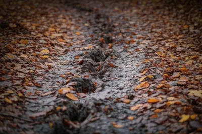 Illustration strain - Image 1