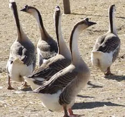 Illustration geese - Image 2