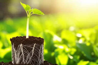 Illustration prospering - Image 1