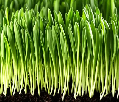 Illustration fertile - Image 1