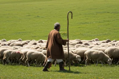 Illustration herd - Image 1