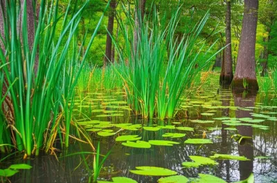 Illustration swamps - Image 1